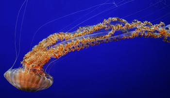 The Black Sea Nettle The Black Sea Nettle